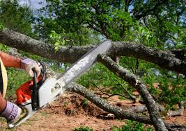 Best Hazardous Tree Removal  in Bay Point, CA