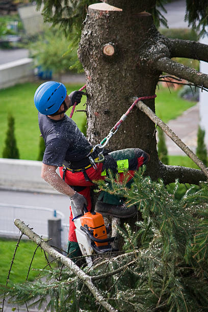 Best Root Management and Removal  in Bay Point, CA