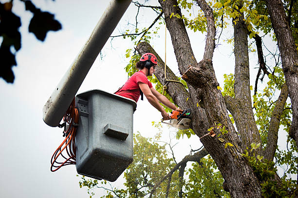 Best Tree Health Inspection  in Bay Point, CA